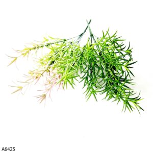 GAŁĄZKA ASPARAGUS